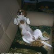 Photo de Beagle