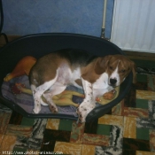 Photo de Beagle