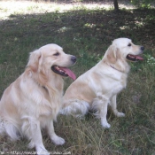 Photo de Golden retriever