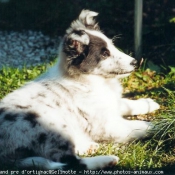 Photo de Chien de berger des shetland