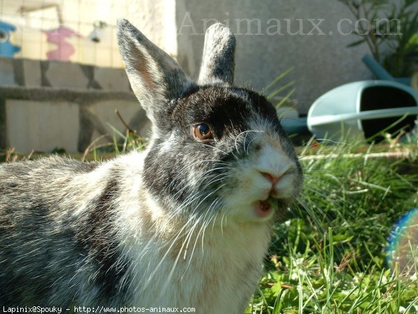 Photo de Lapin