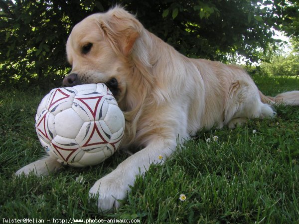 Photo de Golden retriever