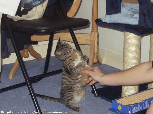 Photo de Chat domestique