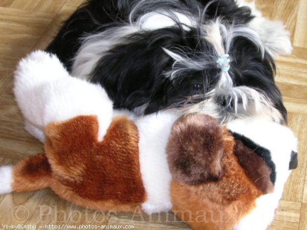 Photo de Shih tzu