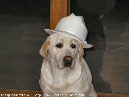 Photo de Labrador retriever