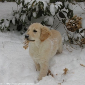 Photo de Golden retriever