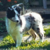 Photo de Chien de berger des shetland