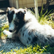 Photo de Chien de berger des shetland