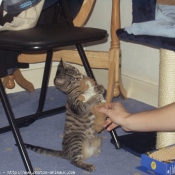 Photo de Chat domestique