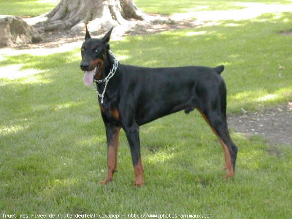 Photo de Dobermann