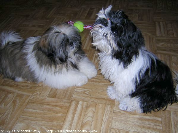 Photo de Shih tzu