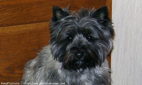 Photo de Cairn terrier