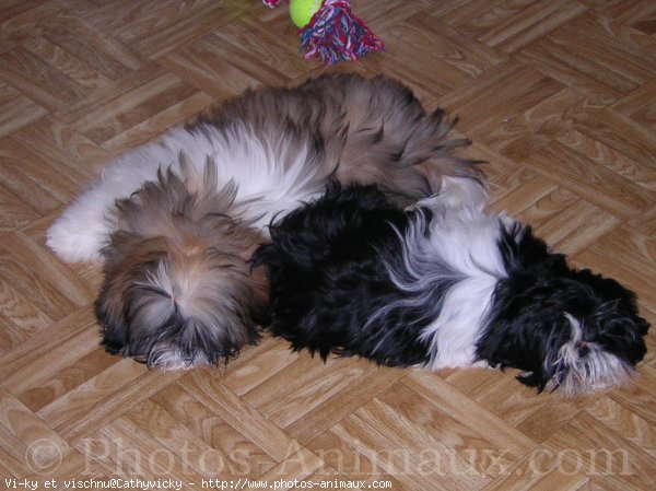 Photo de Shih tzu