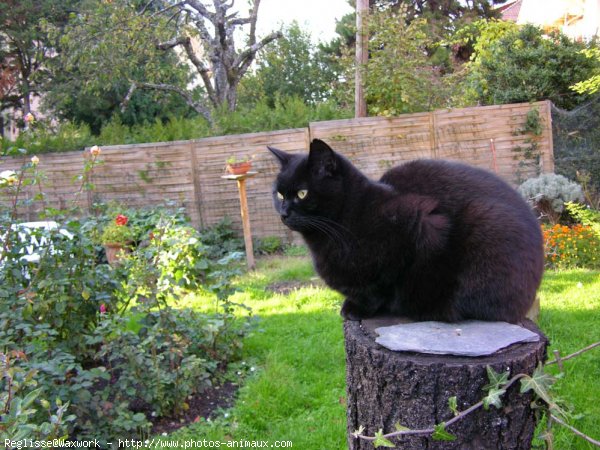 Photo de Chat domestique