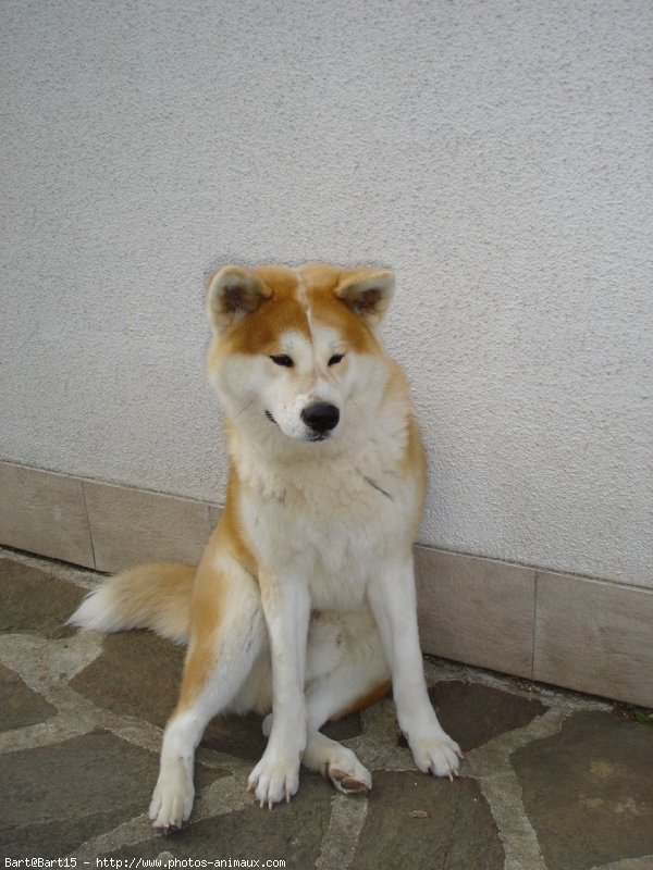 Photo d'Akita inu