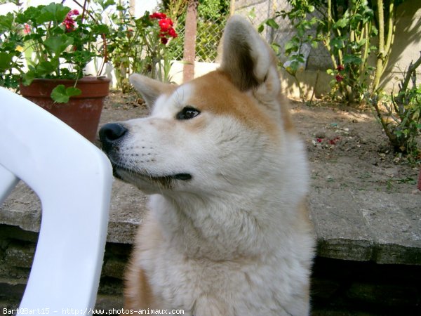 Photo d'Akita inu