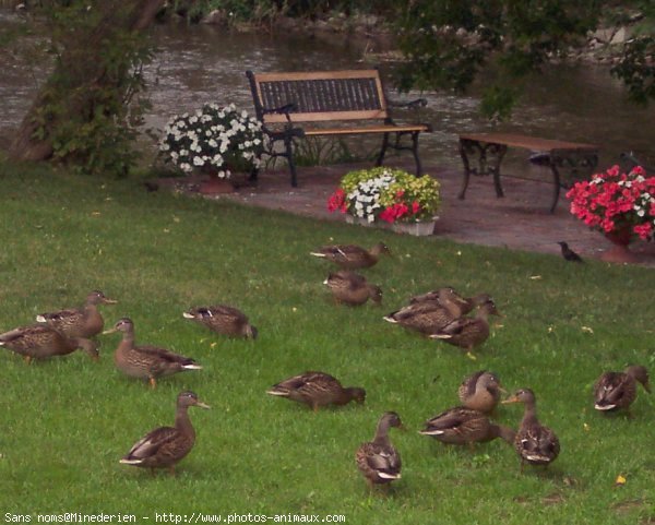 Photo de Canard