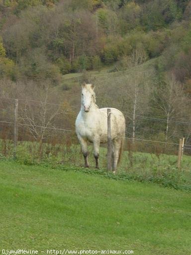 Photo d'Appaloosa