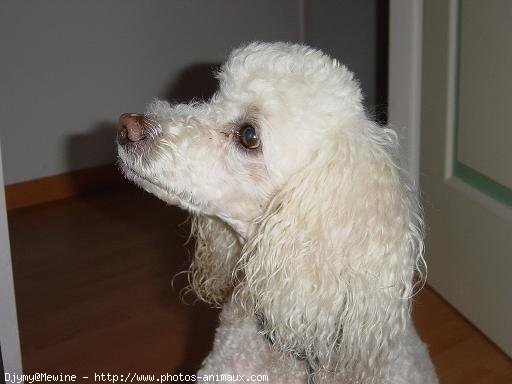 Photo de Caniche moyen