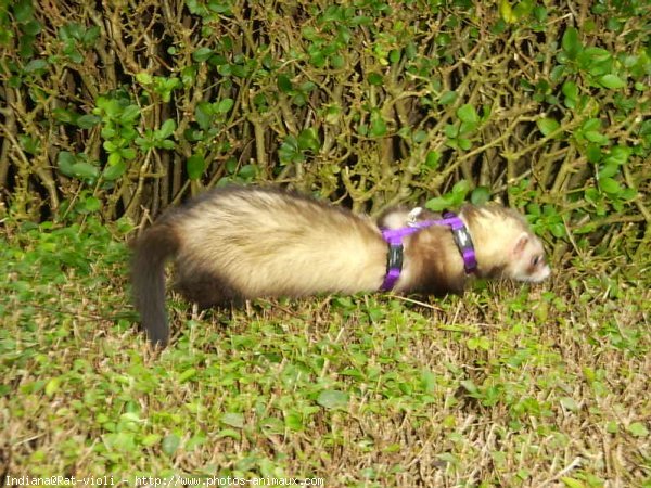 Photo de Furet