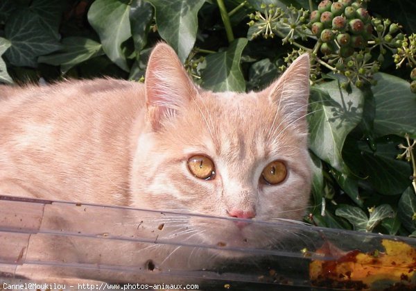 Photo de Chat domestique