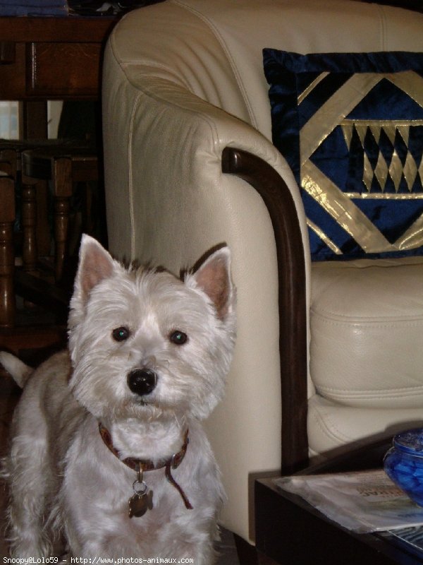 Photo de West highland white terrier