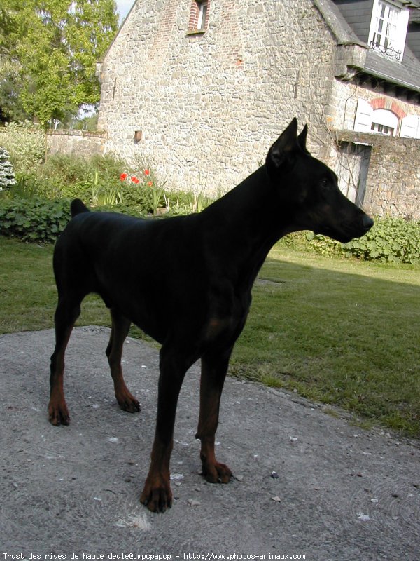 Photo de Dobermann