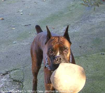 Photo de Boxer