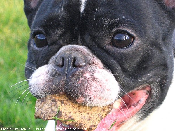 Photo de Bouledogue franais