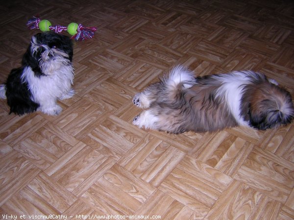 Photo de Shih tzu