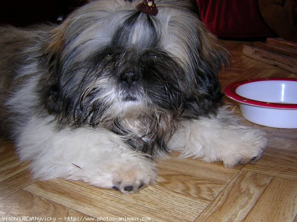 Photo de Shih tzu