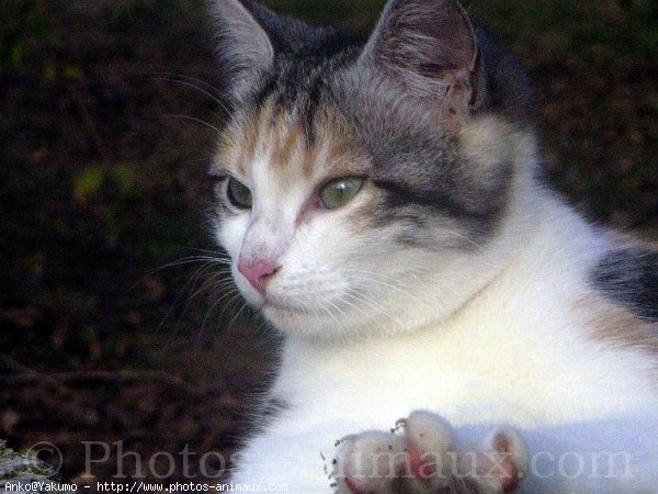 Photo de Chat domestique