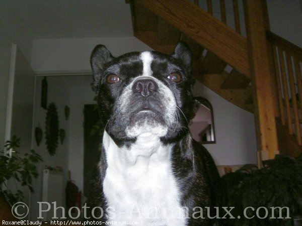 Photo de Boston terrier