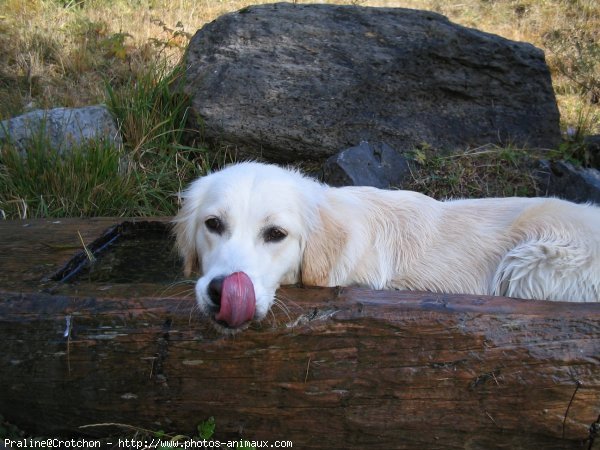 Photo de Golden retriever