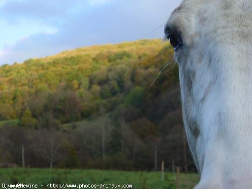 Photo d'Appaloosa