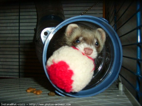 Photo de Furet