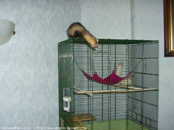 Photo de Furet