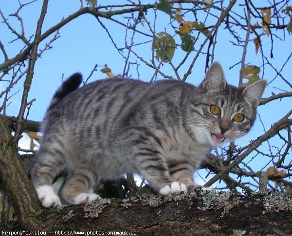 Photo de Chat domestique