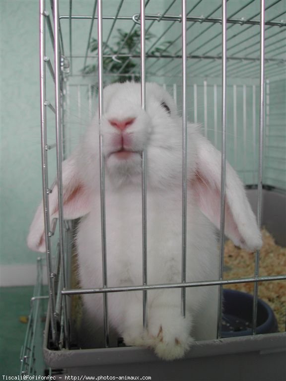 Photo de Lapin