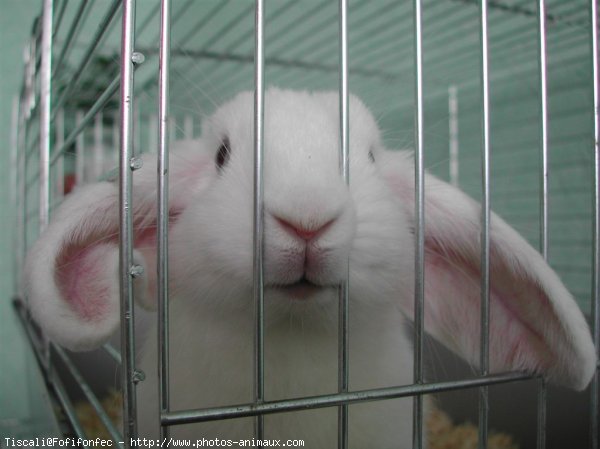 Photo de Lapin