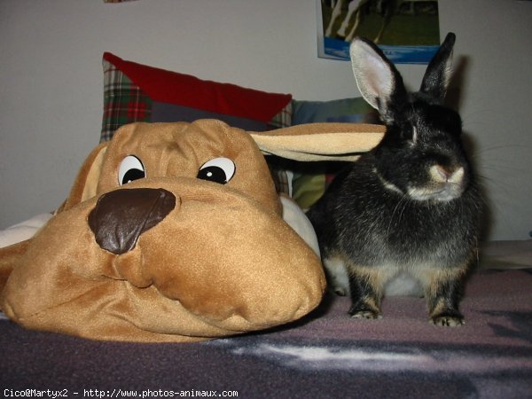 Photo de Lapin