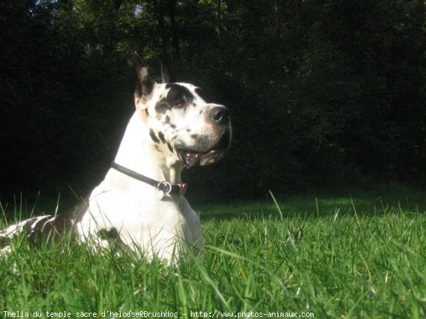 Photo de Dogue allemand