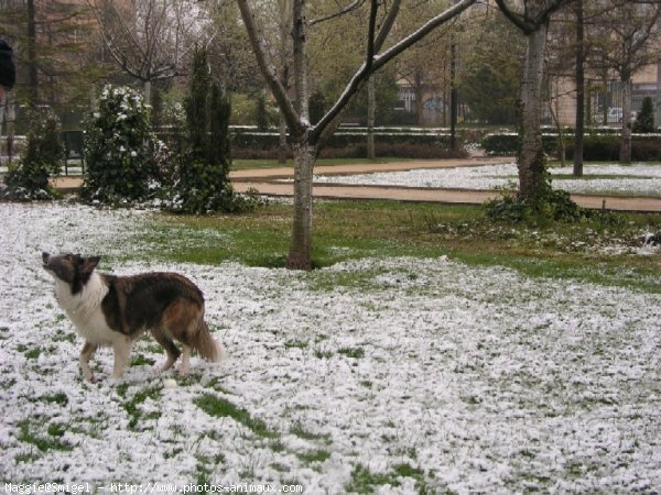 Photo de Border collie