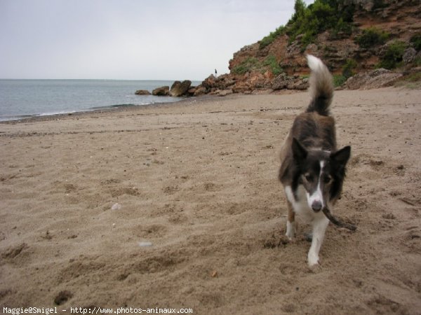 Photo de Border collie