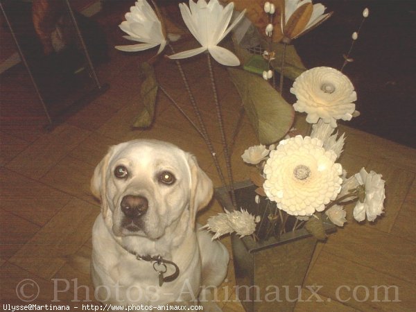 Photo de Labrador retriever