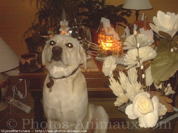 Photo de Labrador retriever