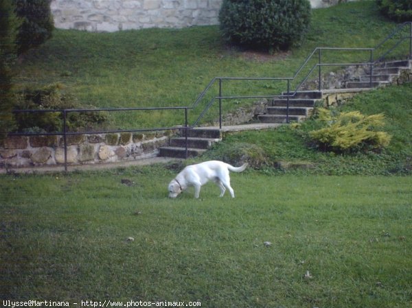 Photo de Labrador retriever