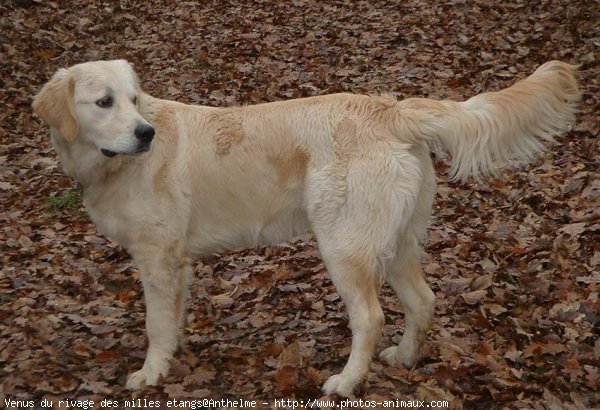 Photo de Golden retriever