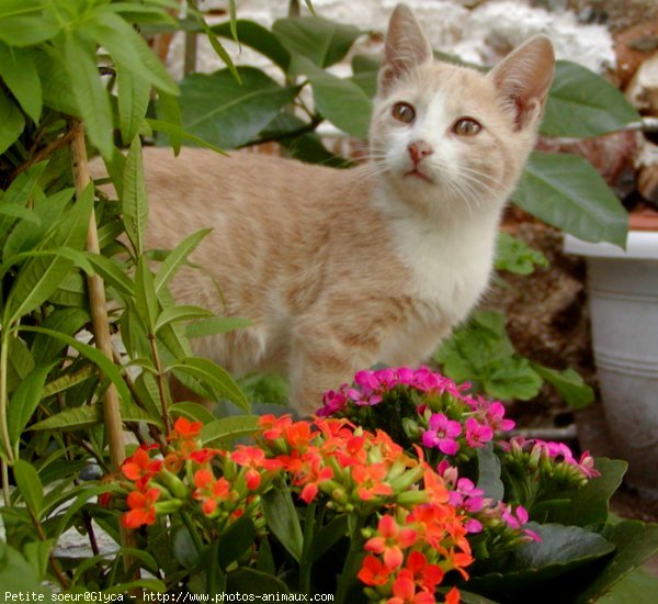 Photo de Chat domestique