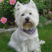 Photo de West highland white terrier